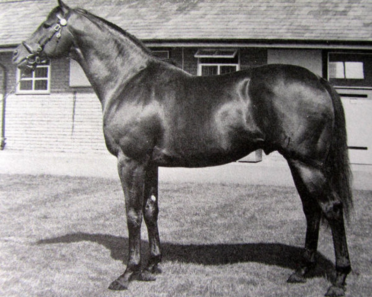 Deckhengst Tumble Wind xx (Englisches Vollblut, 1964, von Restless Wind xx)