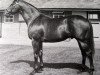 stallion Tumble Wind xx (Thoroughbred, 1964, from Restless Wind xx)