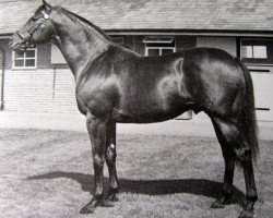 stallion Tumble Wind xx (Thoroughbred, 1964, from Restless Wind xx)