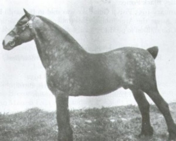 stallion Cardi Llwyd (Welsh-Cob (Sek. C), 1931, from Ceitho Welsh Flyer)