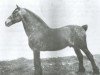 stallion Cardi Llwyd (Welsh-Cob (Sek. C), 1931, from Ceitho Welsh Flyer)