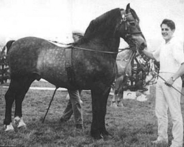 stallion Caradog Llwyd (Welsh-Cob (Sek. D), 1949, from Cardi Llwyd)