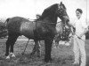 stallion Caradog Llwyd (Welsh-Cob (Sek. D), 1949, from Cardi Llwyd)