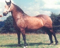 Zuchtstute Menai Ceridwen (Welsh-Cob (Sek. C), 1953, von Caradog Llwyd)