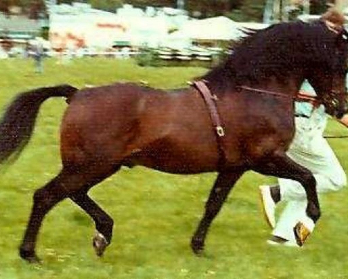 stallion Menai Fury (Welsh-Cob (Sek. C), 1963, from Gredington Oswallt)
