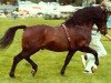 stallion Menai Fury (Welsh-Cob (Sek. C), 1963, from Gredington Oswallt)