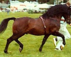 stallion Menai Fury (Welsh-Cob (Sek. C), 1963, from Gredington Oswallt)