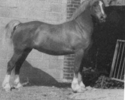 broodmare Thorneyside Welsh Model (Welsh-Cob (Sek. D), 1989, from Brynymor Welsh Magic)