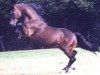 stallion Thorneyside the Terminator (Welsh-Cob (Sek. D), 1994, from Brynymor Welsh Magic)