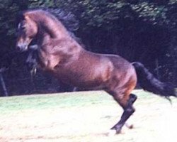 stallion Thorneyside the Terminator (Welsh-Cob (Sek. D), 1994, from Brynymor Welsh Magic)