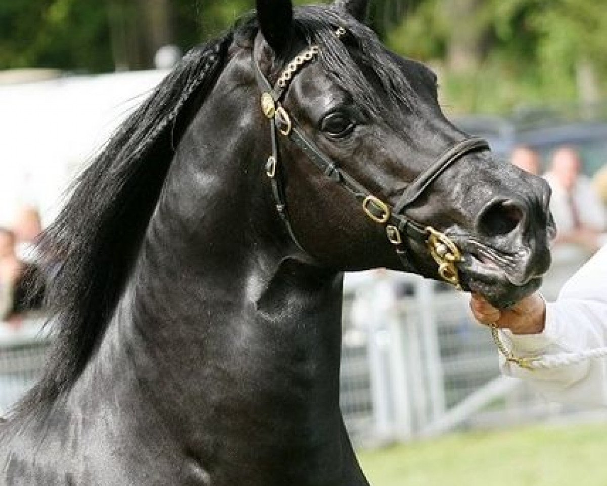 Deckhengst Brynithon Royal Knight (Welsh-Cob (Sek. D), 1997, von Thorneyside the Terminator)