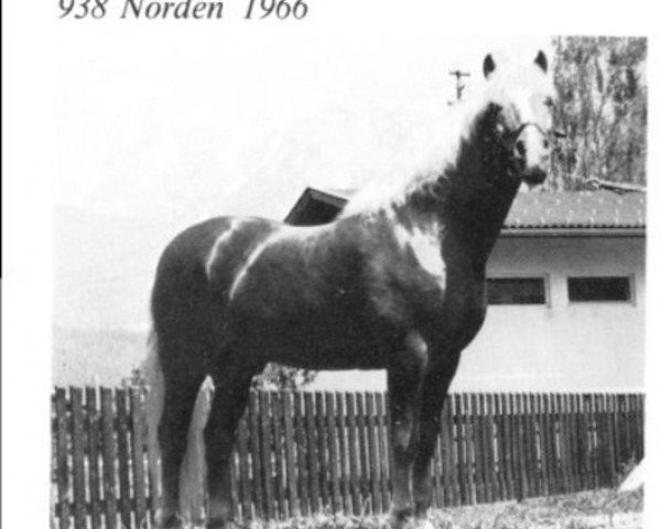 Deckhengst Norden (Haflinger, 1966, von 632 Nenner)