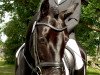 dressage horse Rubignon M (Hanoverian, 2008, from Rubinero 2)