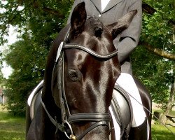 dressage horse Rubignon M (Hanoverian, 2008, from Rubinero 2)