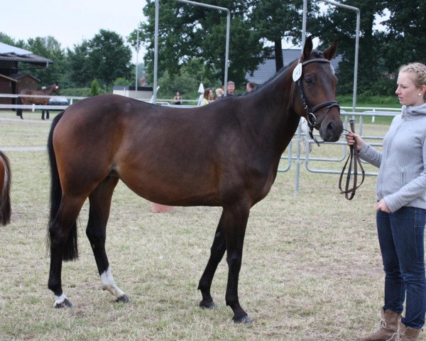 broodmare Ipanema-U (Westphalian, 2009, from It's Me du Mesnil)