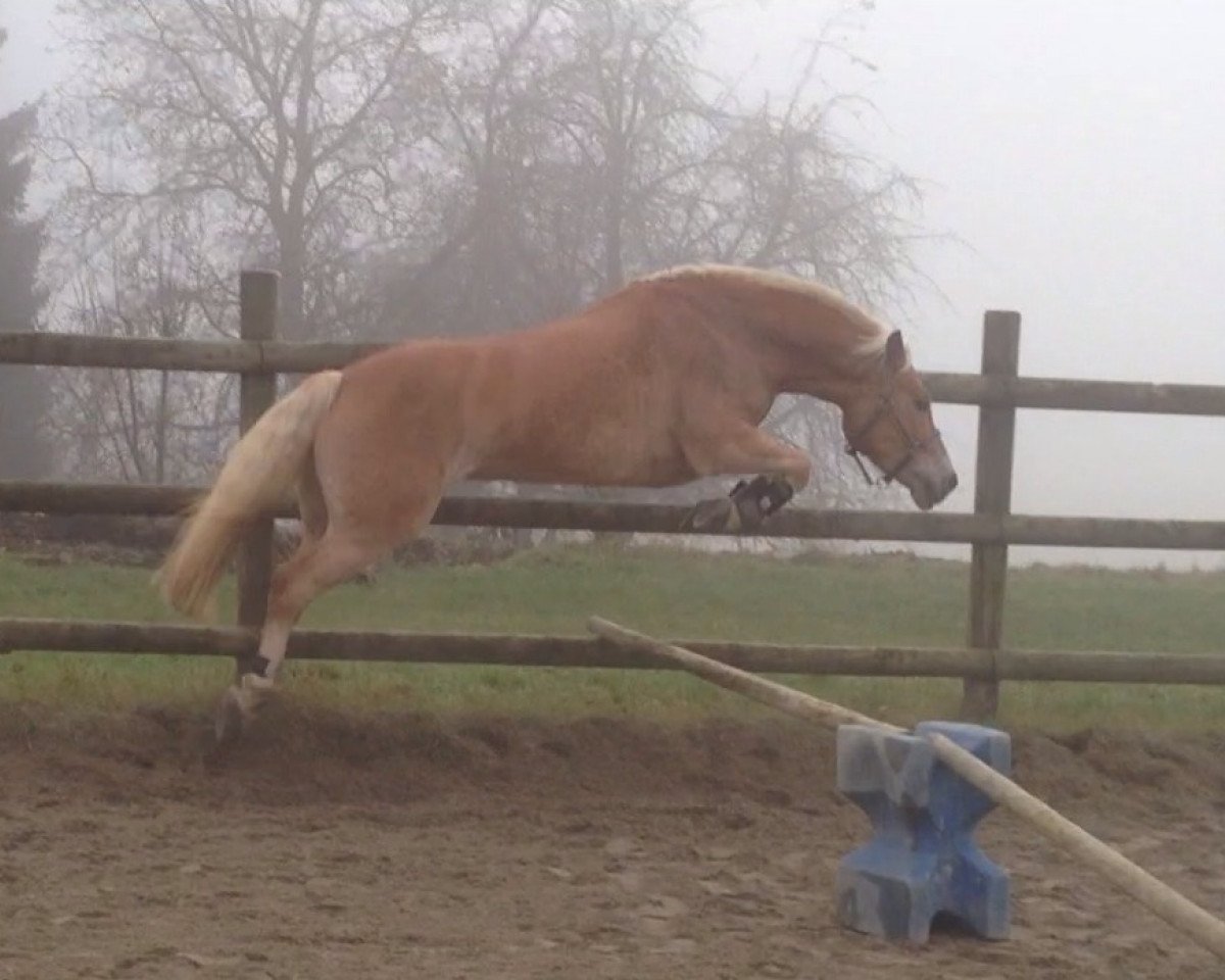 horse Amica 55 (Haflinger, 2008, from Argentino II)