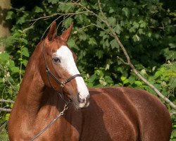 broodmare Liemara (Mecklenburg, 1992, from Lateiner)