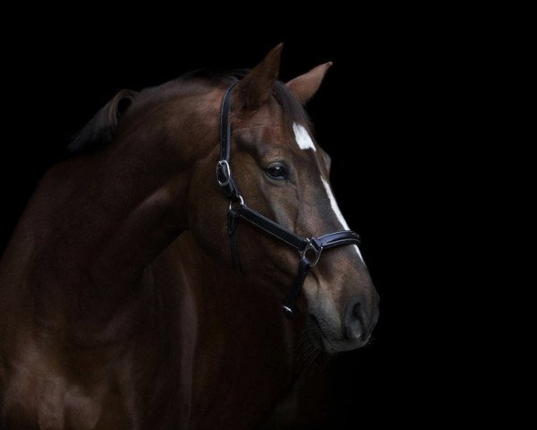 broodmare Ciliegia (Oldenburg show jumper, 2011, from Conthargos)