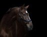 broodmare Ciliegia (Oldenburg show jumper, 2011, from Conthargos)