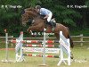 jumper Galoubet 16 (KWPN (Royal Dutch Sporthorse), 1997, from Glennridge)