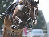 horse Conquestador 8 (Belgian Warmblood, 2002, from Poor Boy)