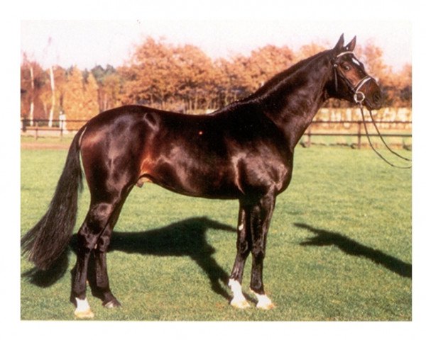 stallion Welt Hit II (Oldenburg, 1992, from Weltmeyer)