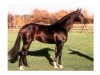 stallion Welt Hit II (Oldenburg, 1992, from Weltmeyer)