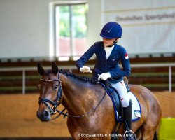 dressage horse Barravalley Henry (Connemara Pony, 2016, from Burning Daylight)