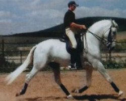 stallion Faraon XXVIII (Pura Raza Espanola (PRE), 1992, from Aquiles III)