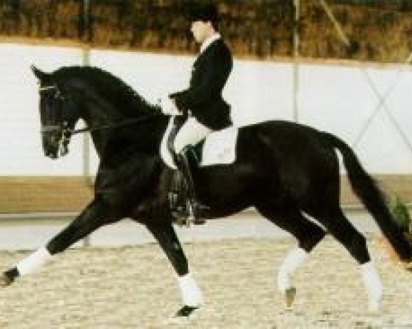 stallion Pik Noir (Oldenburg, 1989, from Pik Bube I)