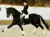 stallion Pik Noir (Oldenburg, 1989, from Pik Bube I)