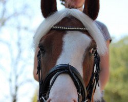 dressage horse Tomte Tummetott 2 (German Riding Pony, 2008, from Top Anthony II)