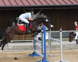 Springpferd Lucky Lady (Bayer, 2004, von Rasso Royal)