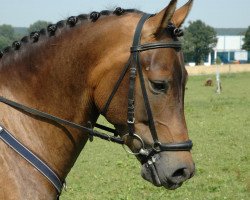 dressage horse Pepe HH (German Riding Pony, 2006, from Potter)