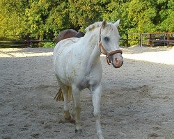 horse Blubber (German Riding Pony, 1996, from Black Magic Diamant)