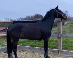 broodmare Obora's Emmy (Estonian Sport, 2011, from Epsom Gesmeray)