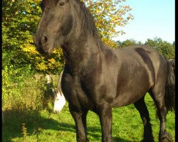 broodmare Tilke (Friese, 1998, from Ids)