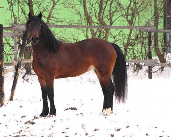 horse Haighmoor Pearl (Welsh-Cob (Sek. D), 2009, from Fronarth Victor)
