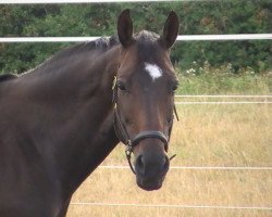 broodmare Granny Queen (Hanoverian, 1998, from Granulit)