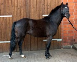 horse Hurrikan's Matz (German Riding Pony, 2004, from Hurrikan Heros)