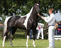 stallion Crocodile Dundee 7 (Pinto / Small Riding Horse, 2004, from Elvis)