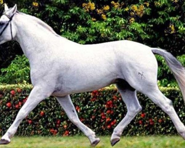 stallion Weissgold (Hanoverian, 1977, from Wendekreis)