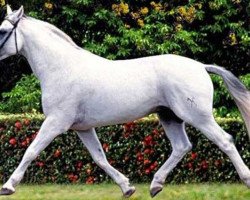 stallion Weissgold (Hanoverian, 1977, from Wendekreis)