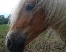 horse Arcabuan-P (Haflinger, 2009, from A-Darvin)