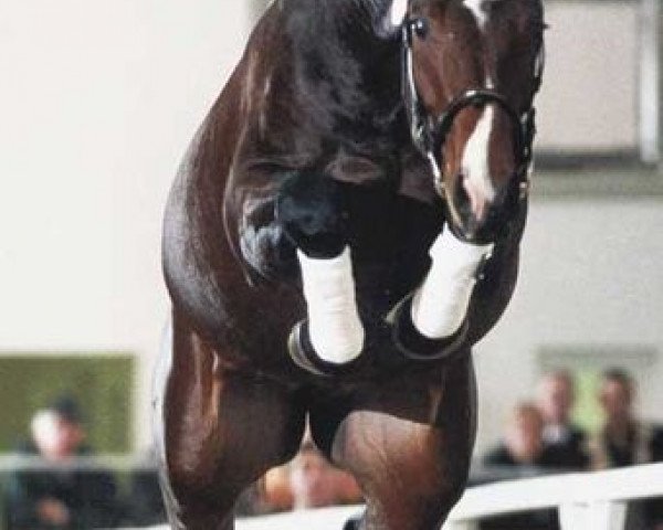 stallion Condelaro (Mecklenburg, 1996, from Contender)