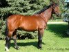 stallion Koppány (KWPN (Royal Dutch Sporthorse), 1992, from Burggraaf)