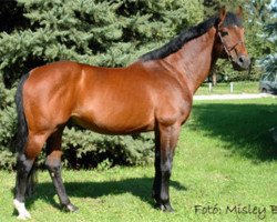 stallion Koppány (KWPN (Royal Dutch Sporthorse), 1992, from Burggraaf)