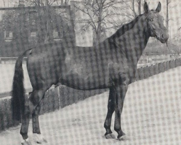 stallion Firnhang (Westphalian, 1962, from Firn)