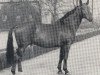 stallion Firnhang (Westphalian, 1962, from Firn)