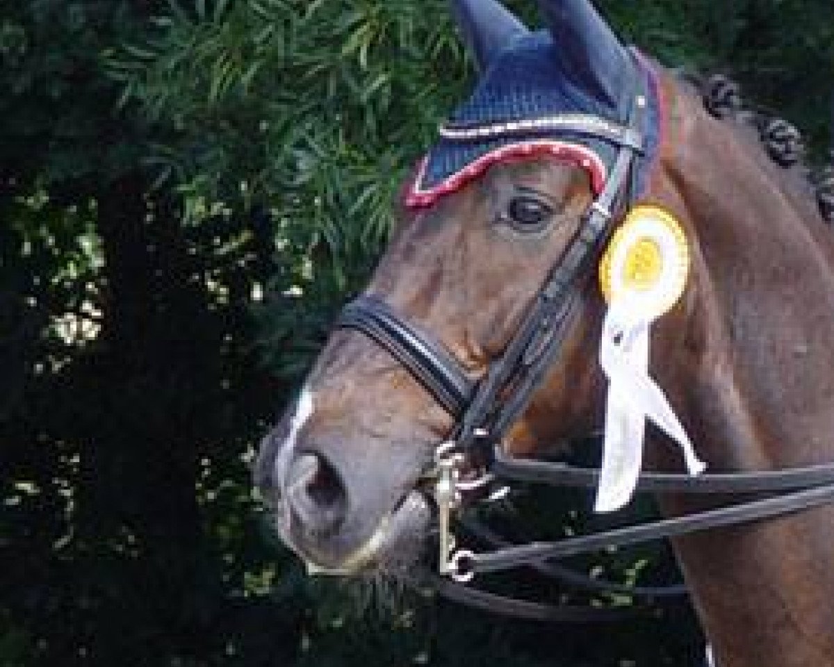 dressage horse Furst Peter (Westphalian, 2006, from French Kiss)